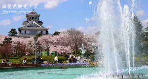 長浜城と豊公園の桜