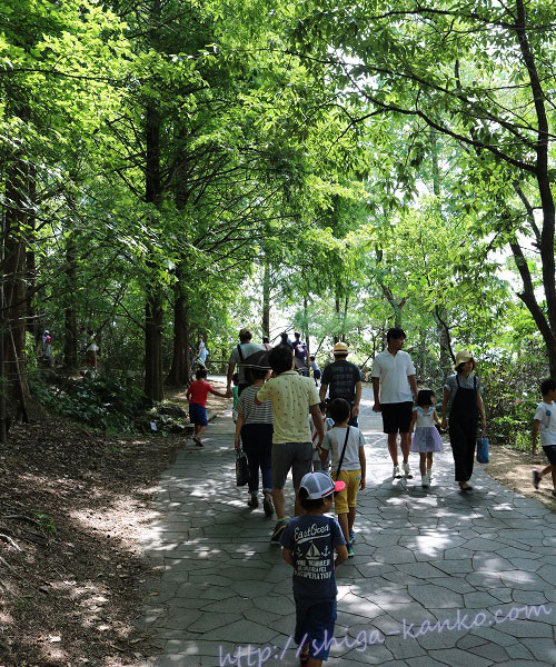 琵琶湖博物館の敷地の中の森