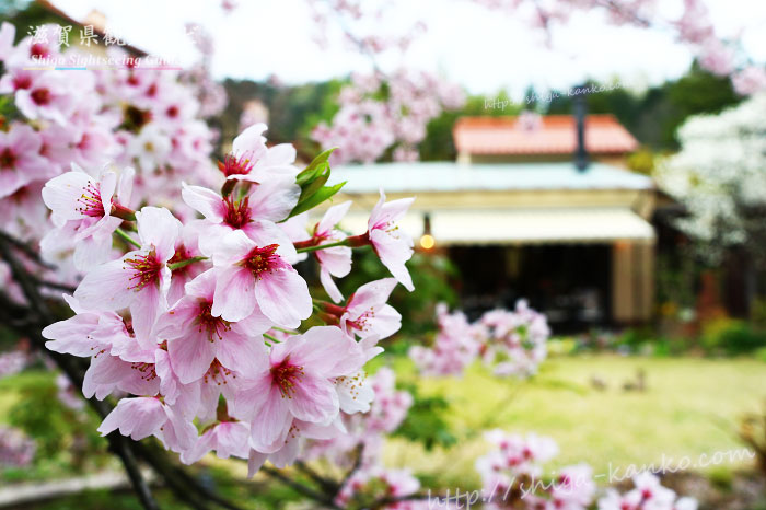 日牟禮カフェの庭にある桜