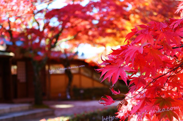 永源寺の石畳と紅葉
