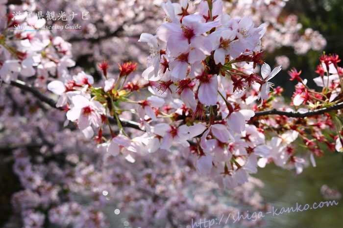 八幡堀沿いの桜