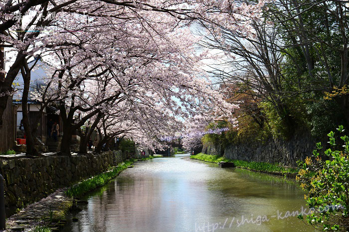 八幡堀沿いの桜