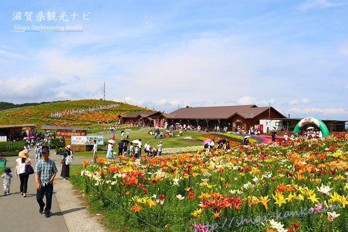 函館山のゆり園