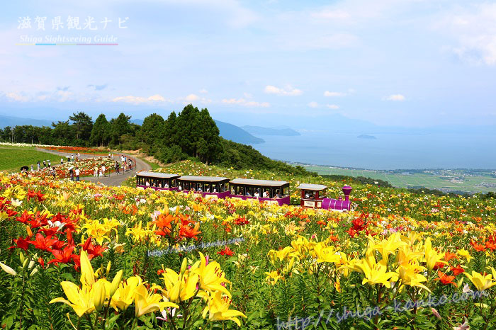 函館山のゆり園