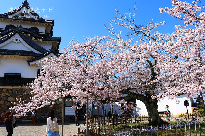 彦根城の天守と桜