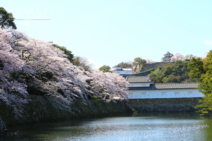 彦根城の外堀と桜