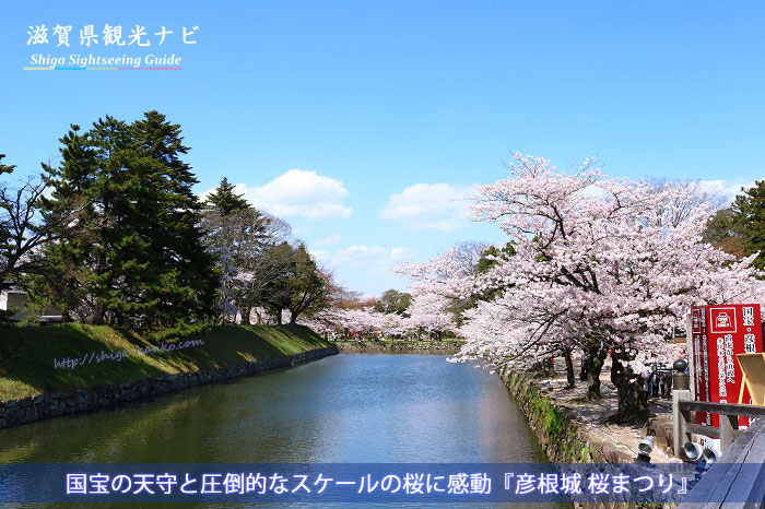 彦根城の桜
