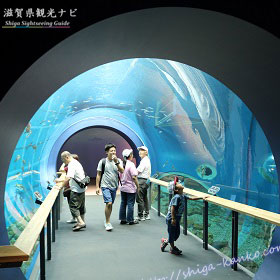 琵琶湖博物館の水中トンネル