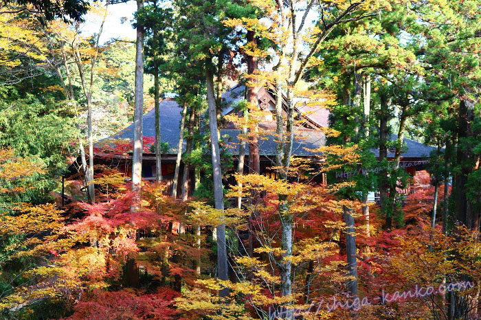 石山寺の舞台づくりの本堂と紅葉