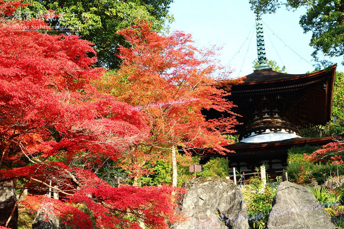 石山寺の多宝塔と紅葉