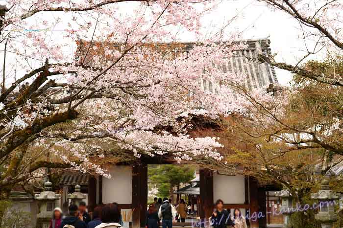 石山寺の桜