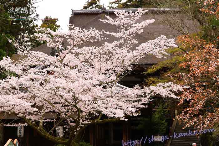 石山寺の本堂前の大きな桜
