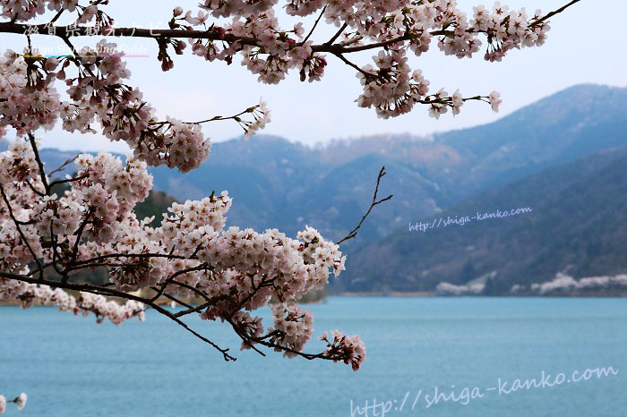 桜と奥琵琶湖の風景