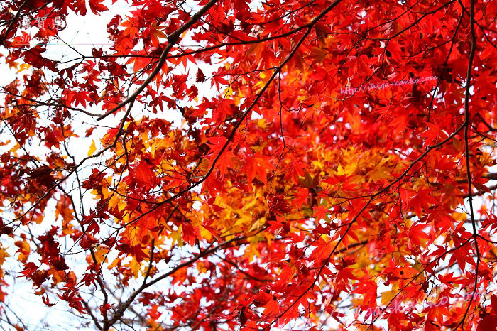 鶏足寺の真っ赤な紅葉