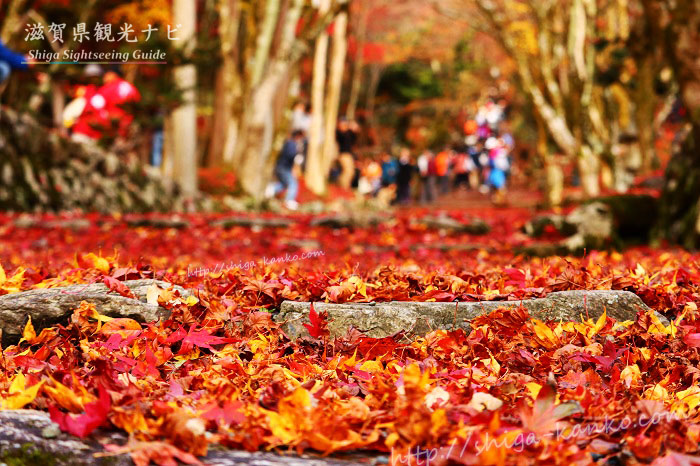 鶏足寺の紅葉の絨毯