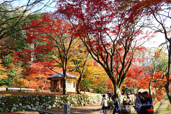 鶏足寺の紅葉した木々