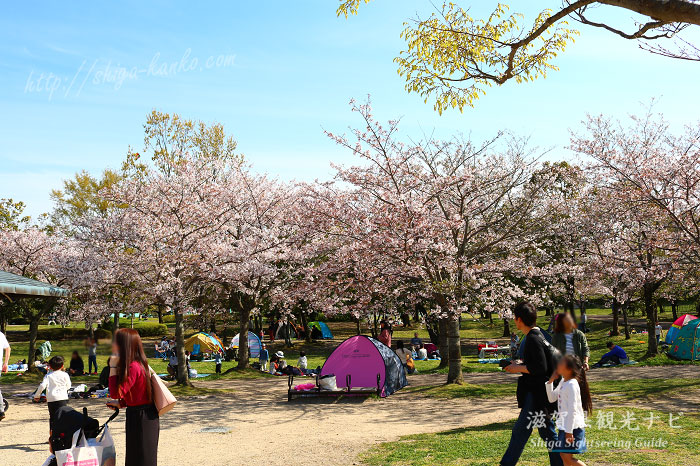 矢橋帰帆島公園の桜