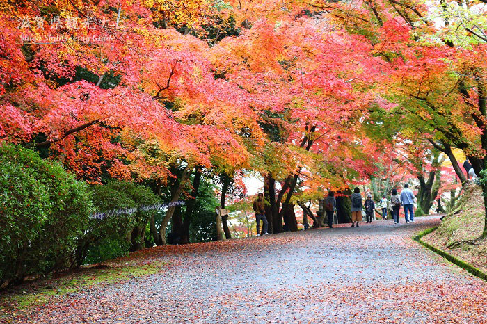 三井寺の紅葉のトンネル