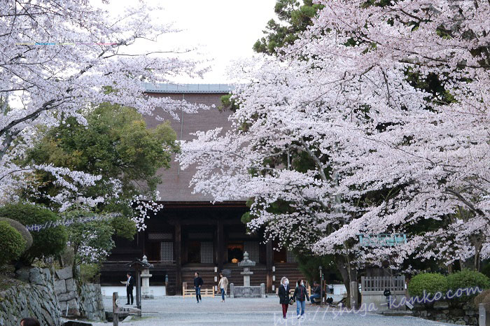 三井寺の金堂と桜
