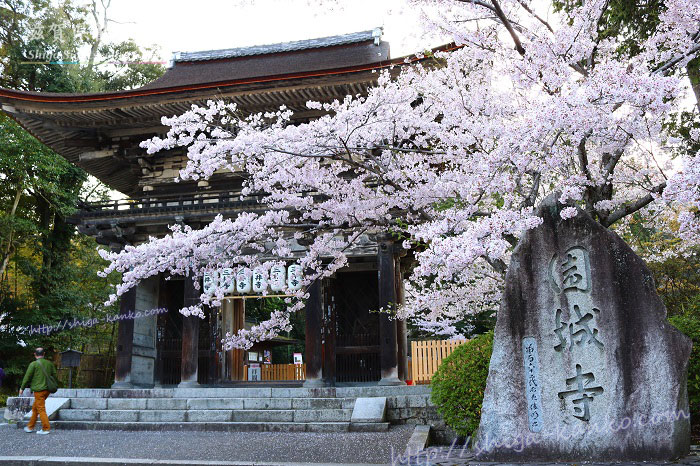 三井寺の仁王門と桜