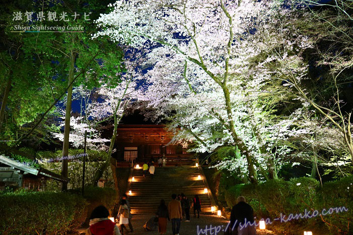 三井寺のライトアップされた桜