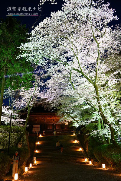三井寺のライトアップされた桜