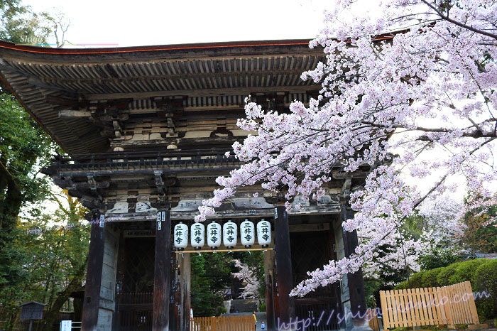 三井寺の楼門の桜
