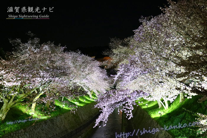 琵琶湖疏水の夜桜
