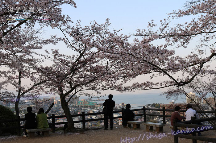 桜とびわ湖の風景