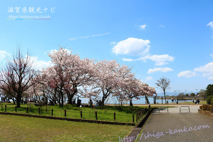 びわ湖と桜